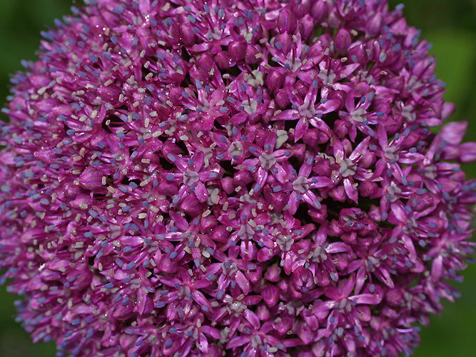 ALLIUM 'AMBASSADOR'