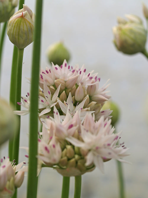 ALLIUM AMPLECTENS 'GRACEFUL BEAUTY'