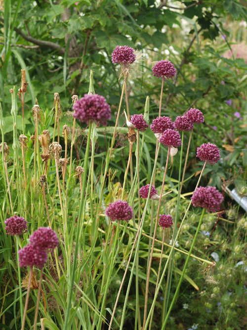 ALLIUM AMPELOPRASUM 'PURPLE MYSTERY'