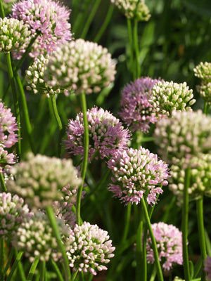 ALLIUM ANGULOSUM