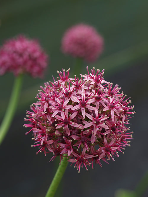 ALLIUM ASCHERSONIANUM