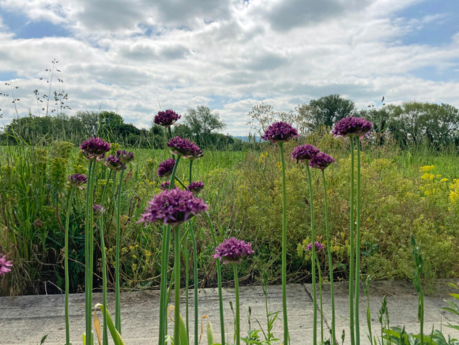 ALLIUM ATROPURPUREUM