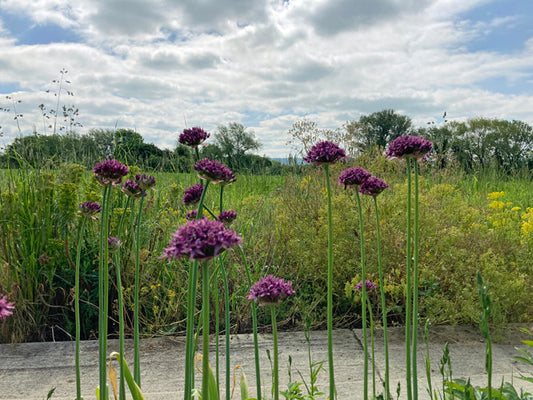 ALLIUM ATROPURPUREUM