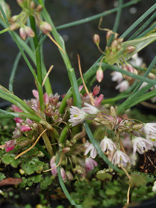 ALLIUM BREVICAULE