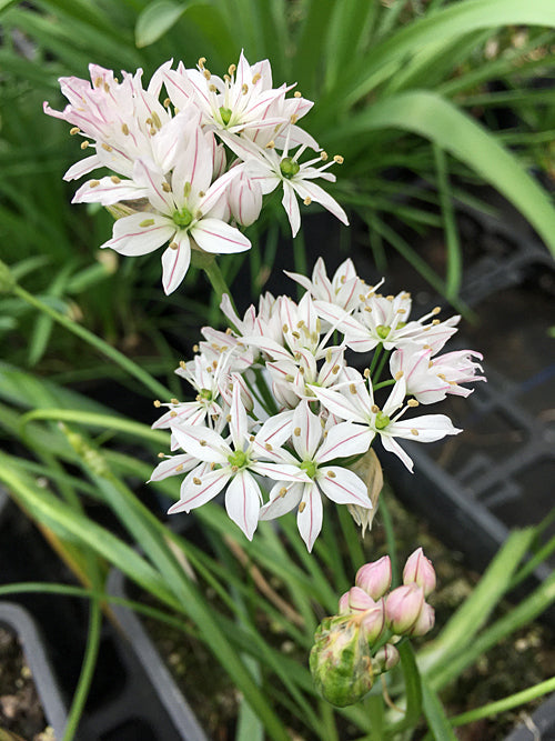 ALLIUM 'CAMÉLÉON'