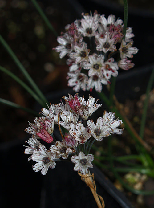 ALLIUM CALLIMISCHON subsp.HAEMOSTICTUM