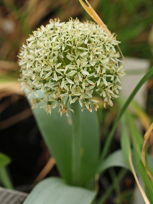 ALLIUM COLCHICIFOLIUM