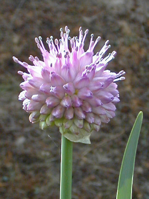 ALLIUM CAROLINIANUM