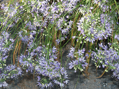 ALLIUM CYANEUM