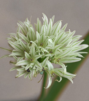 ALLIUM DARWASICUM RM 8274