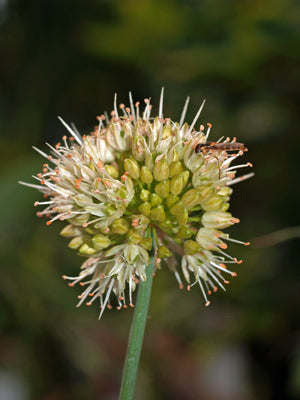 ALLIUM ERICETORUM