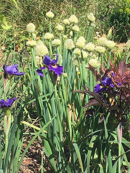 ALLIUM FISTULOSUM