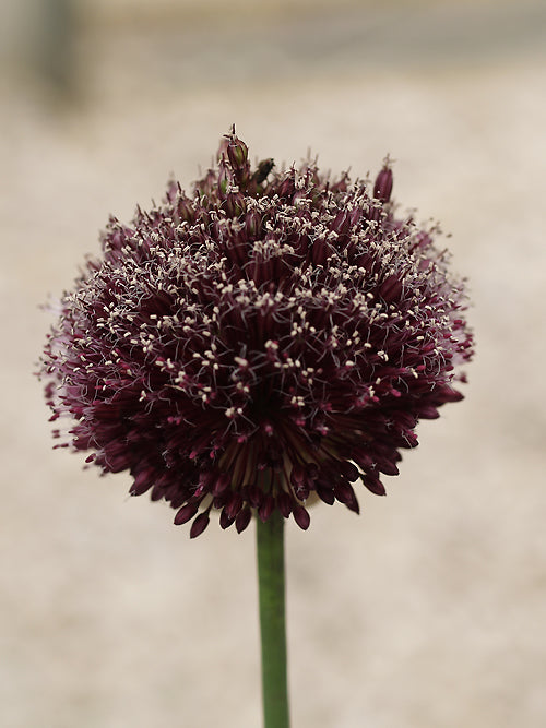 ALLIUM 'FORELOCK'