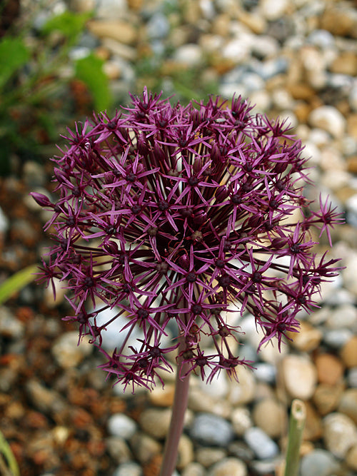 ALLIUM 'FIRMAMENT'