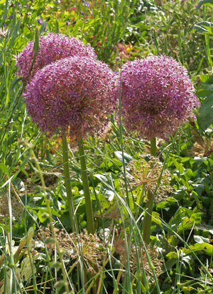 ALLIUM 'GLOBEMASTER'