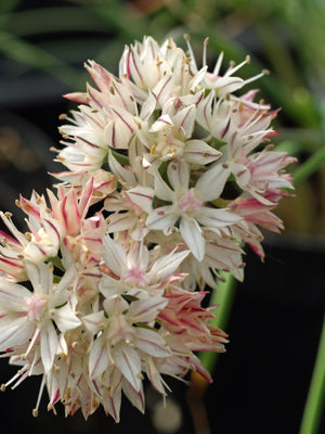 ALLIUM HAEMATOCHITON NNS 95-23