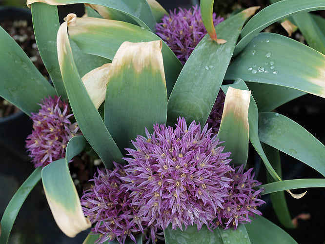 ALLIUM HAEMANTHOIDES JCA 0.132.551