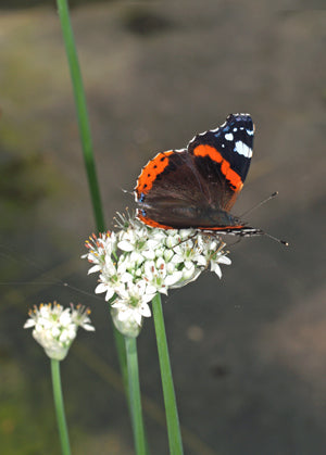 ALLIUM HUMILE CC 1818