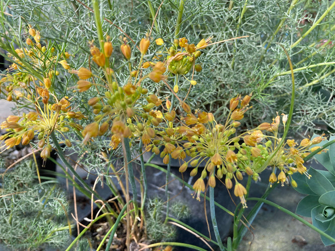 ALLIUM FLAVUM subsp.TAURICUM