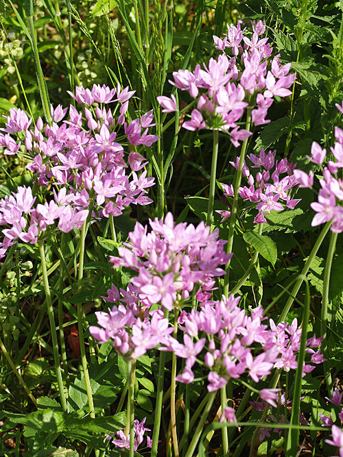 ALLIUM HYALINUM pink form