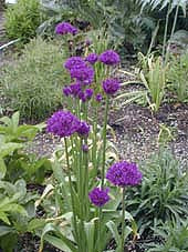 ALLIUM JESDIANUM 'PURPLE KING'