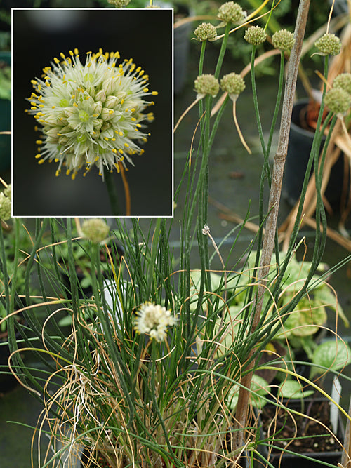 ALLIUM 'JUDITH'S FINDLING'