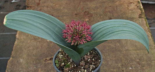 ALLIUM KARATAVIENSE subsp.HENRIKII