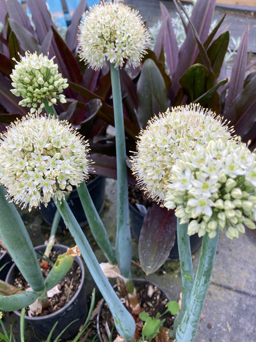 ALLIUM CEPA 'KEW WHITE'