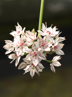 ALLIUM LACUNOSUM var.DAVISIAE NNS 03-45