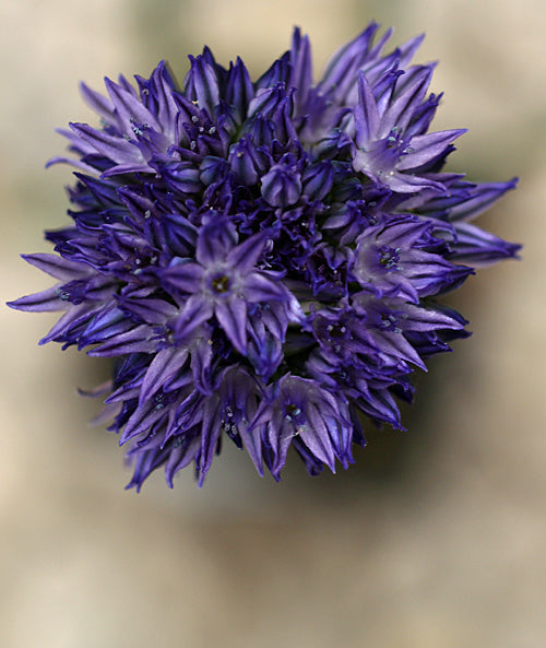 ALLIUM LITVINOVII