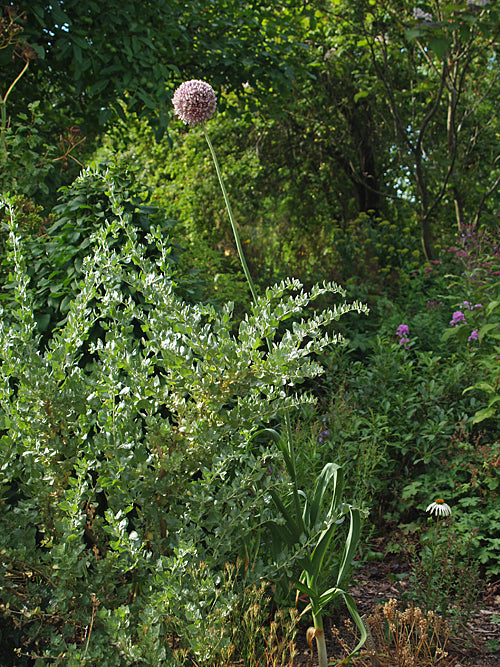 ALLIUM tall prolific leek-like