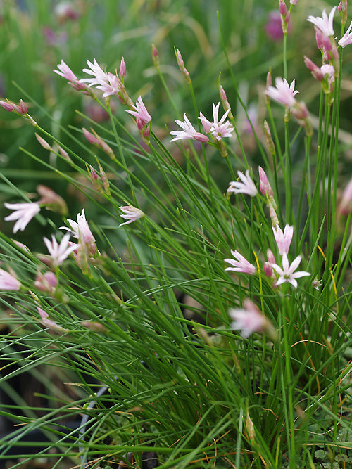 ALLIUM MAIREI var.AMABILE