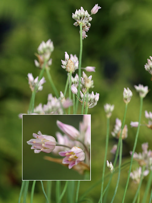 ALLIUM METEORICUM