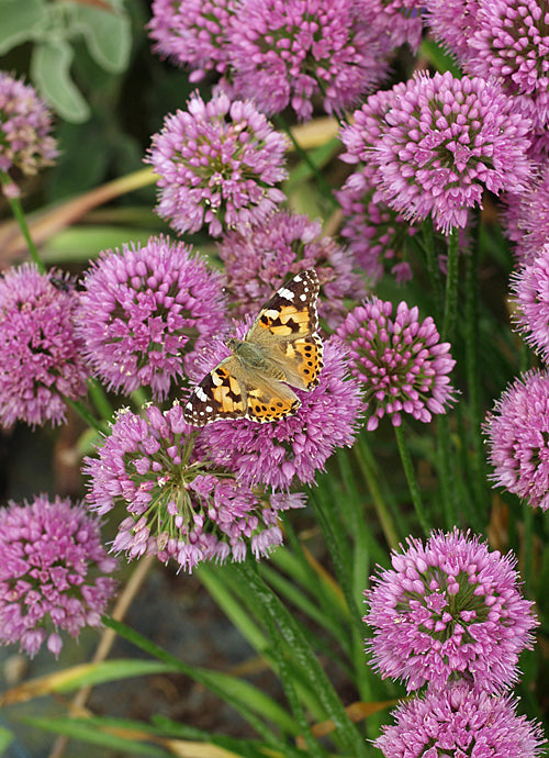 ALLIUM 'MILLENIUM'