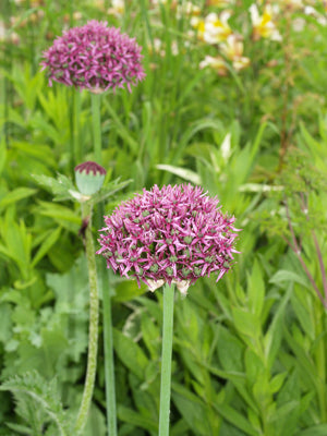 ALLIUM 'MERCURIUS'