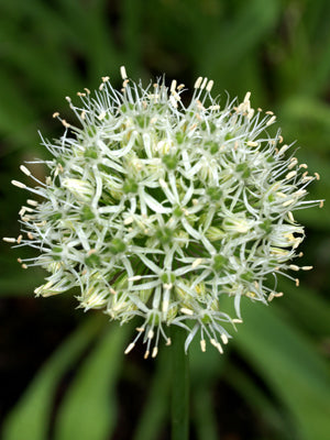 ALLIUM STIPITATUM 'MOUNT EVEREST'