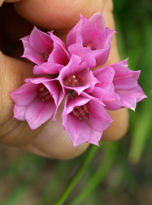 ALLIUM NARCISSIFLORUM