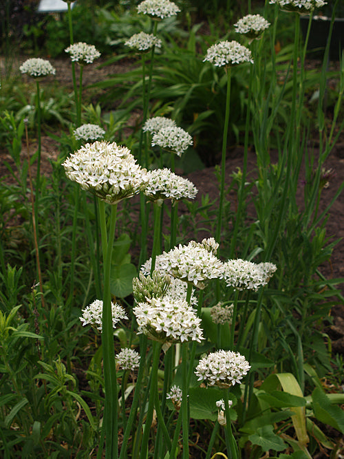 ALLIUM NIGRUM