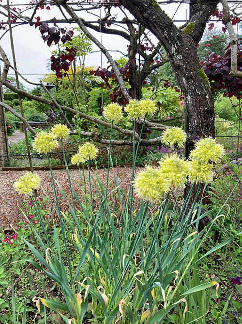 ALLIUM OBLIQUUM