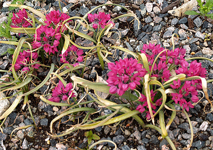 ALLIUM OREOPHILUM 'SAMUR'