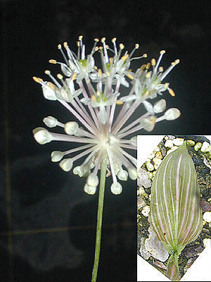 ALLIUM OVALIFOLIUM var.LEUCONEURUM