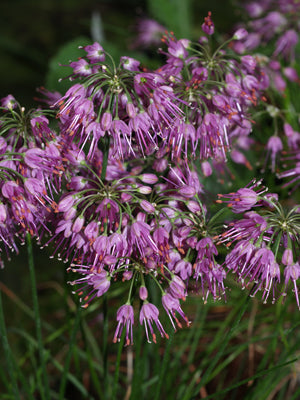 ALLIUM THUNBERGII 'OZAWA'