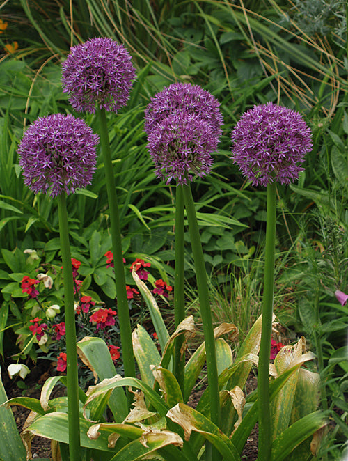 ALLIUM 'PURPLE CAILA'