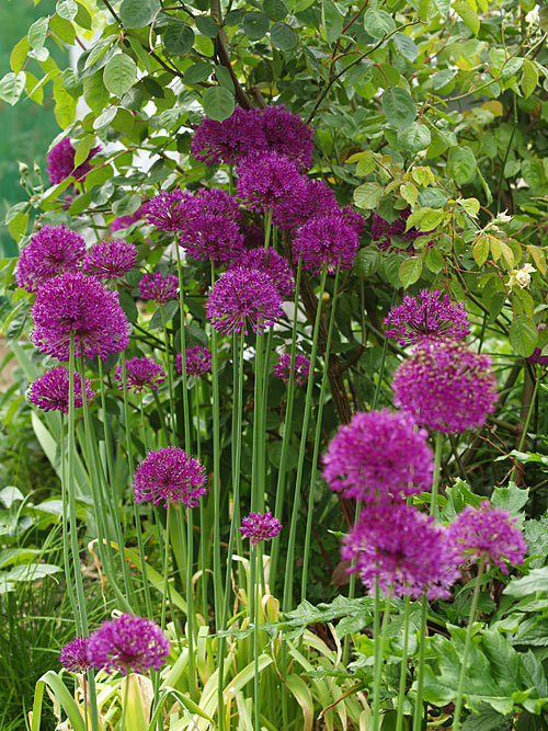 ALLIUM HOLLANDICUM 'PURPLE SURPRISE'