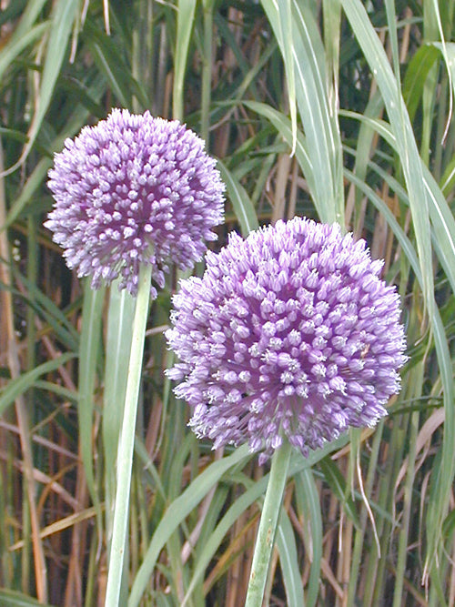 ALLIUM PORRUM 'ST.VICTOR'