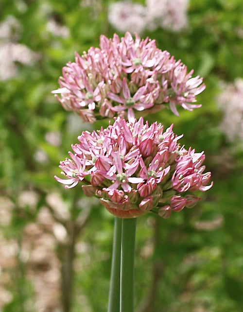 ALLIUM 'PINK JEWEL'