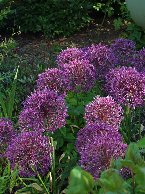 ALLIUM 'PURPLE RAIN'