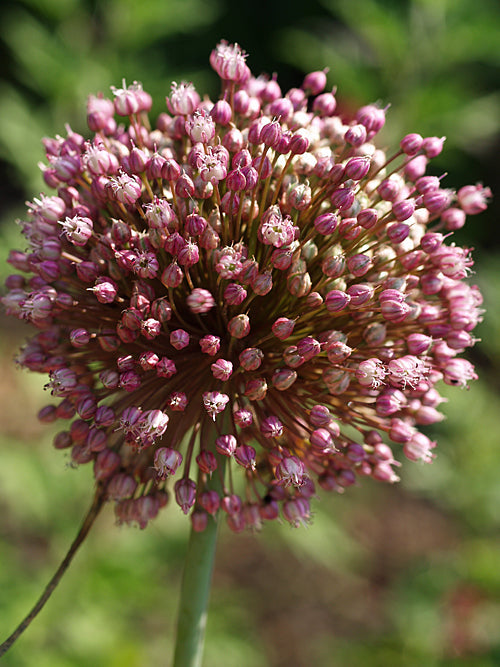 ALLIUM PORRUM HYBRID