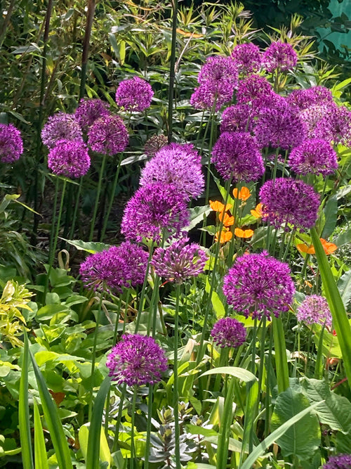 ALLIUM AFLATUNENSE 'PURPLE SENSATION' special selection