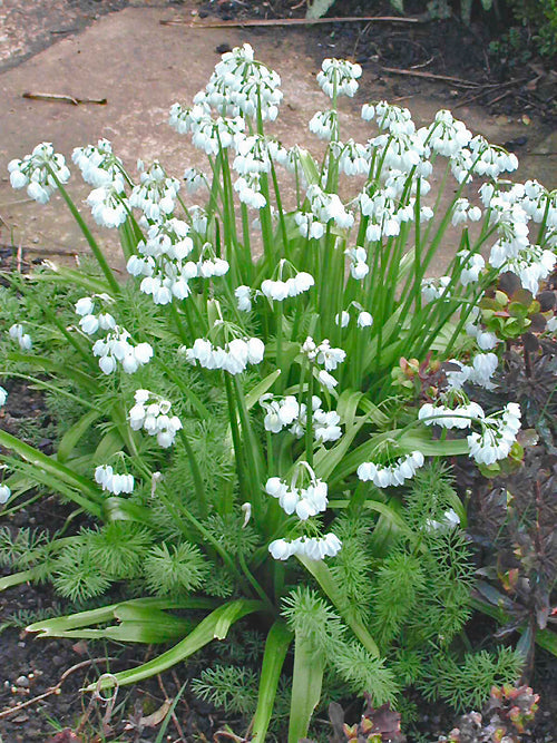 ALLIUM PARADOXUM var.NORMALE